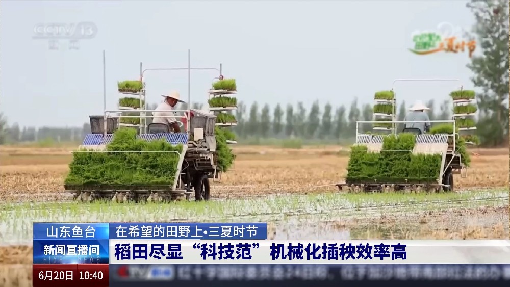 央视聚焦 | 稻田尽显“科技范”，机械化插秧效率高