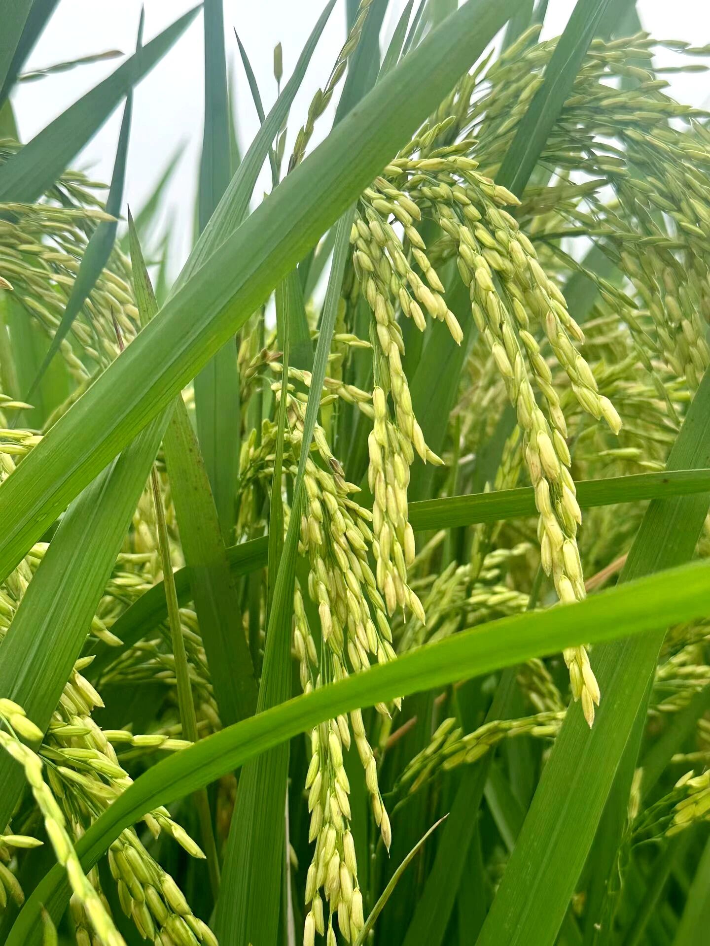 f81e877e166ac22d8c7e69a098de0f70.jpg